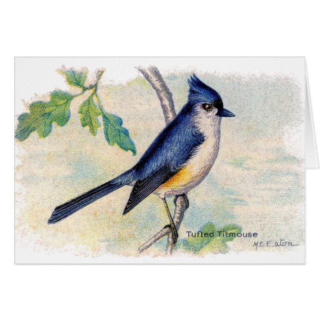 The Blue Tufted Bird Thank You Card (Front Horizontal)