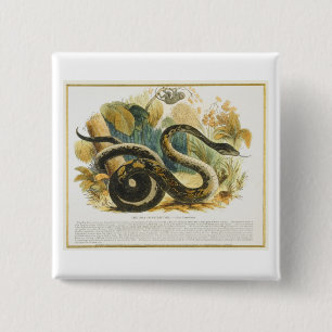 The Boa Constrictor, educational illustration pub. 15 Cm Square Badge
