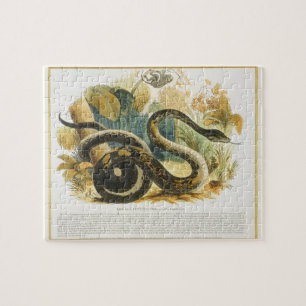 The Boa Constrictor, educational illustration pub. Jigsaw Puzzle