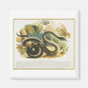 The Boa Constrictor, educational illustration pub. Magnet