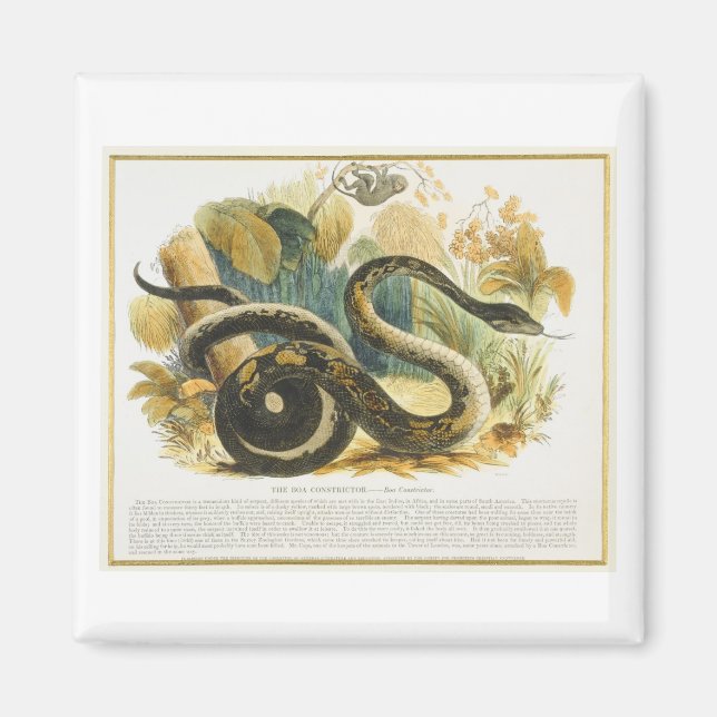 The Boa Constrictor, educational illustration pub. Magnet (Front)