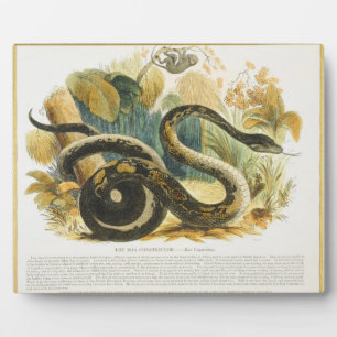 The Boa Constrictor, educational illustration pub. Plaque