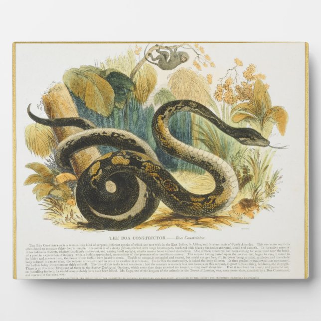The Boa Constrictor, educational illustration pub. Plaque (Front)