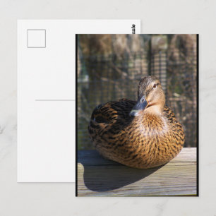 The Boardwalk Beauty Postcard