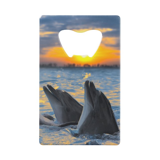 The bottle-nosed dolphins in sunset light (Front)