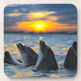 The bottle-nosed dolphins in sunset light coaster