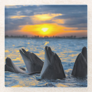 The bottle-nosed dolphins in sunset light glass coaster