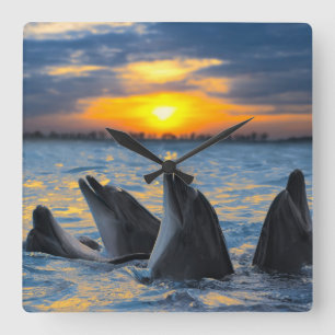 The bottle-nosed dolphins in sunset light square wall clock
