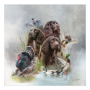 The Boykin Spaniel Photo Print