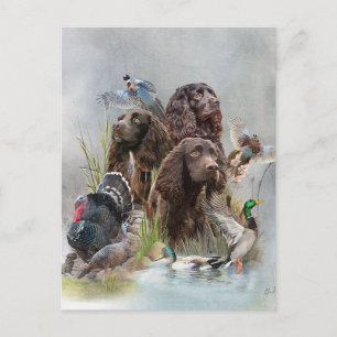 The Boykin Spaniel Postcard