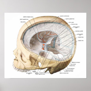 The Brain in the Skull Poster