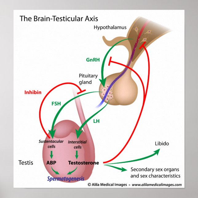 The brain testicular axis, male puberty control poster (Front)