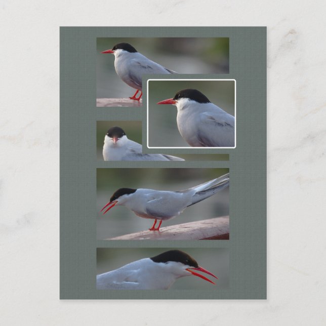 The Bridge Guardian CC0216 Postcard (Front)