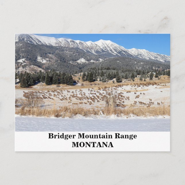 The Bridger Mountain Range in Montana Postcard (Front)