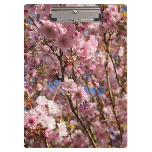 The bright Spring color of cherry blossom Clipboard (Front)