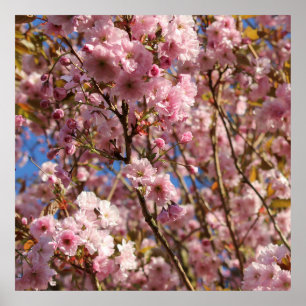The bright Spring colour of cherry blossom Poster