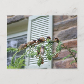 The Brood X Postcard