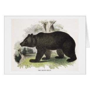 The Brown Bear, educational illustration pub. by t