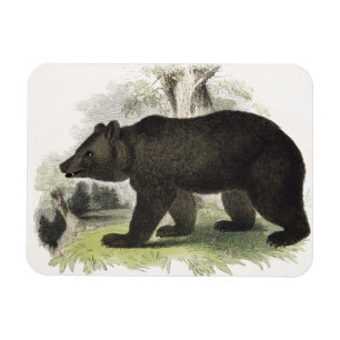 The Brown Bear, educational illustration pub. by t Magnet