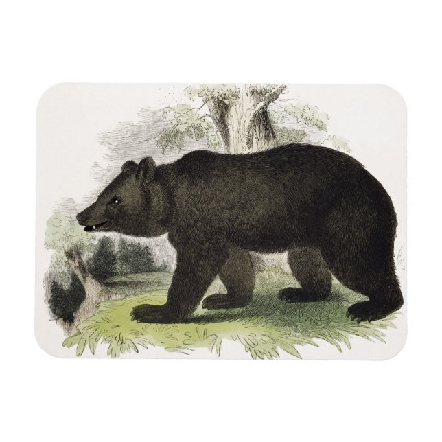 The Brown Bear, educational illustration pub. by t Magnet (Horizontal)