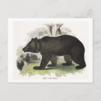 The Brown Bear, educational illustration pub. by t