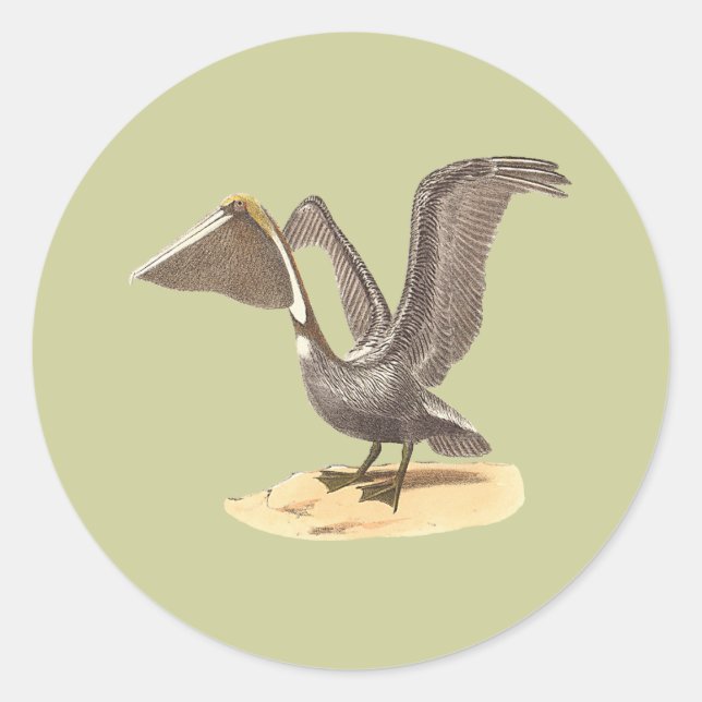 The Brown Pelican (Pelecanus occidentalis) NY Bird Classic Round Sticker (Front)