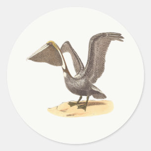 The Brown Pelican (Pelecanus occidentalis) NY Bird Classic Round Sticker