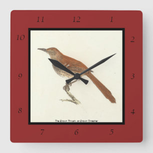 The Brown Thrush or Brown Thrasher, New York Birds Square Wall Clock