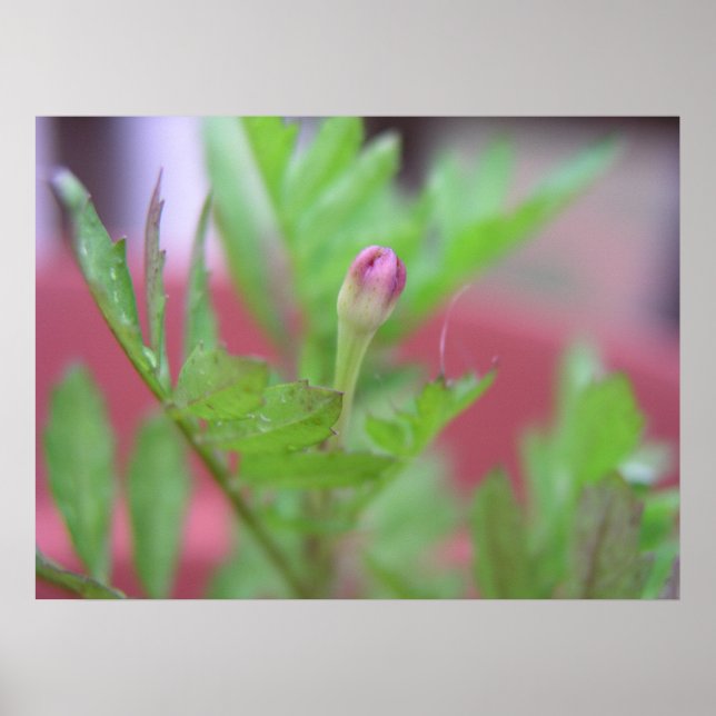 The Bud Poster (Front)