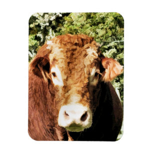 THE BULL MAGNET