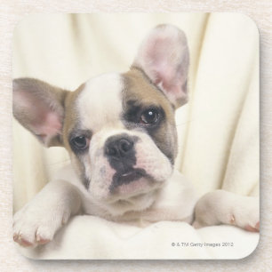 The Bulldog, often called the English Bulldog, 2 Coaster
