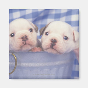 The Bulldog, often called the English Bulldog, Magnet