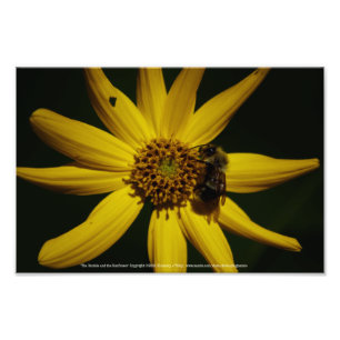 The Bumble and the Sunflower Photo Print