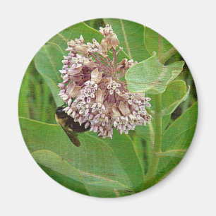 The Bumble Bee on The Milkweed Magnet