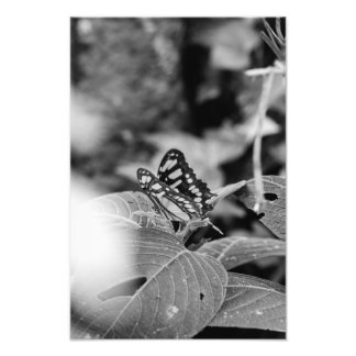 The Butterfly & The Leaves (B&W) Photo Print
