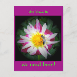 the buzz on bees postcard