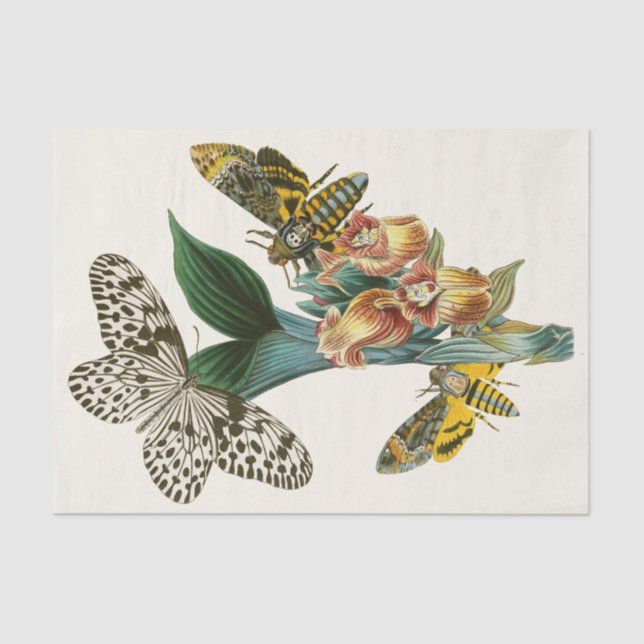 The Cabinet of Oriental Entomology Pl XLI Tissue Paper (Front)