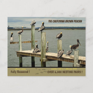 The California Brown Pelican - Holiday Postcard