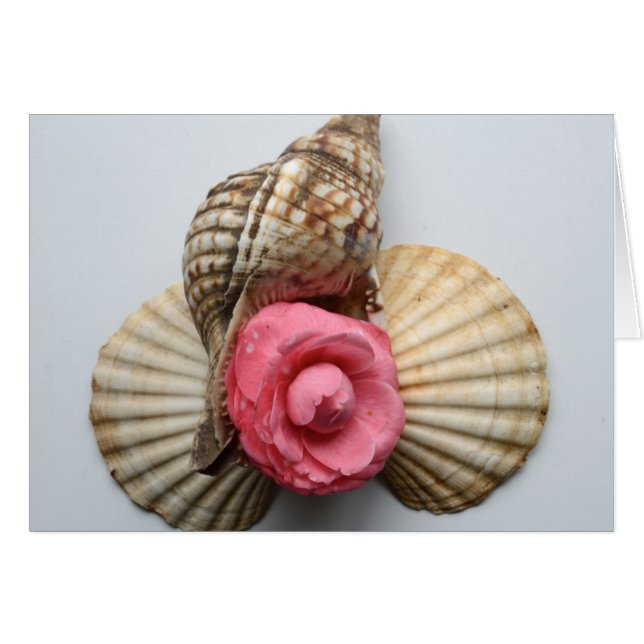 The Camellia And The Shells (Front Horizontal)