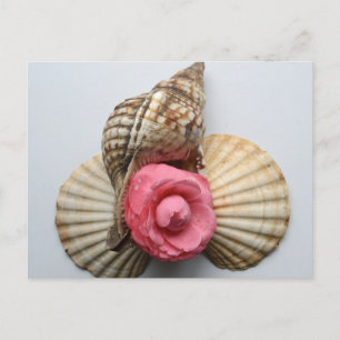 The Camellia And The Shells Postcard