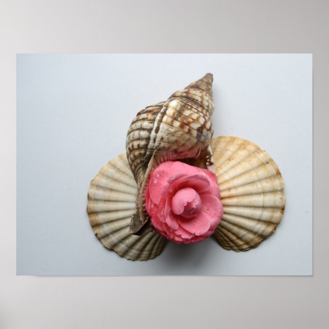 The Camellia And The Shells Poster (Front)