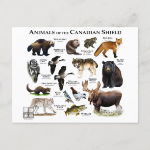 "The Canadian Shield" Postcard