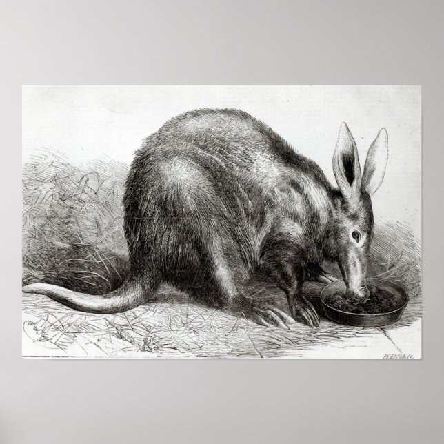 The Cape Ant-Eater Poster (Front)