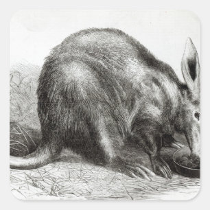 The Cape Ant-Eater Square Sticker