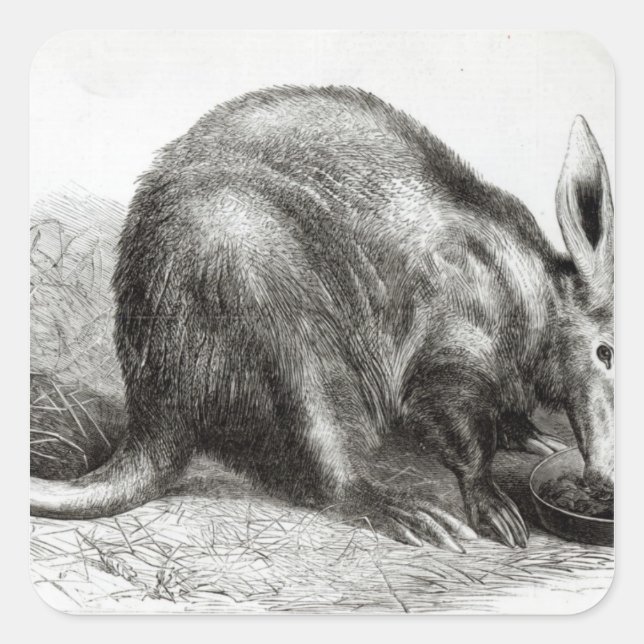 The Cape Ant-Eater Square Sticker (Front)
