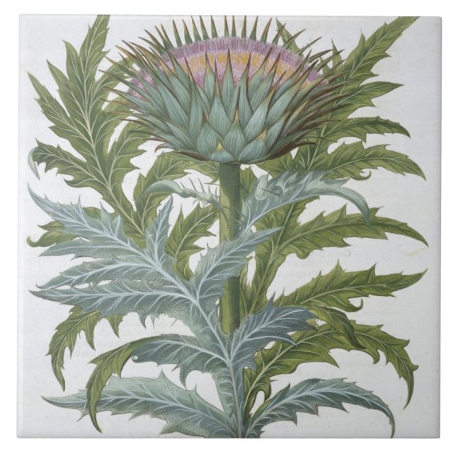The Cardoon, from the 'Hortus Eystettensis' by Bas Ceramic Tile (Front)