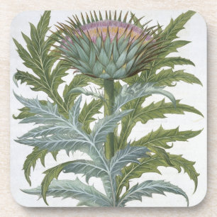 The Cardoon, from the 'Hortus Eystettensis' by Bas Coaster