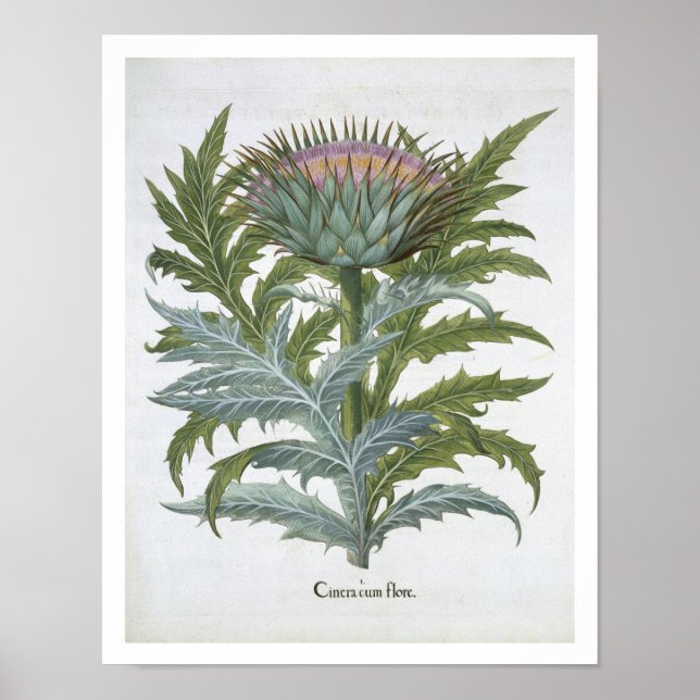 The Cardoon, from the 'Hortus Eystettensis' by Bas Poster (Front)