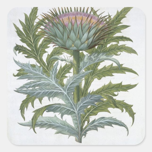 The Cardoon, from the 'Hortus Eystettensis' by Bas Square Sticker (Front)