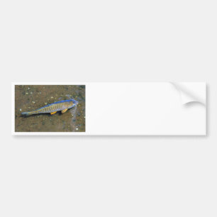The Carp Bumper Sticker